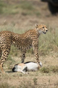 Tanzania2015-CheetahLookingCubs