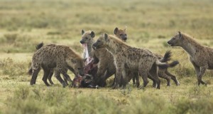 Tanzania2015-HyenaAmassing