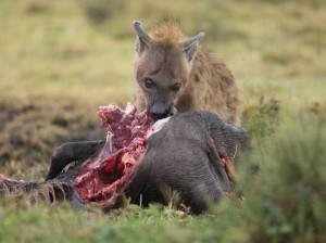 Tanzania2015-HyenaMunching