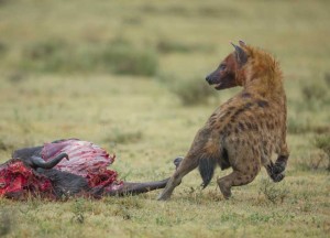 Tanzania2015-HyenaRunning