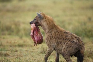 Tanzania2015-HyenaStomach
