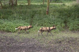 Tanzania2015-WildDogsMoving