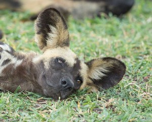 Tanzania2015-WildDogsSleeping1