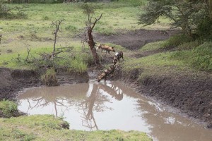 Tanzania2015-WildDogsWaterhole1