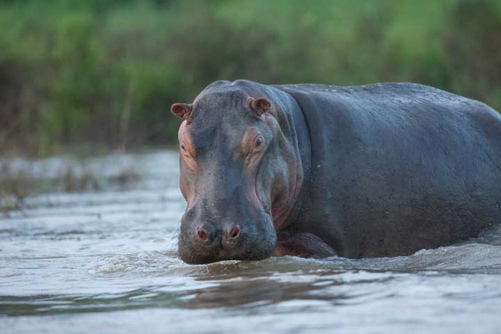 Selous2015-Hippo-5