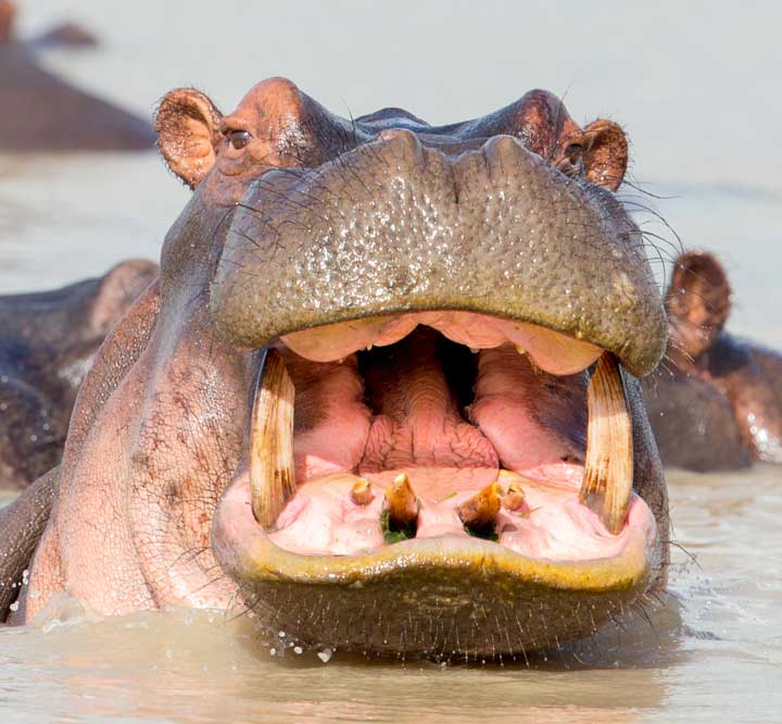 Tanzania2015-hippomouth