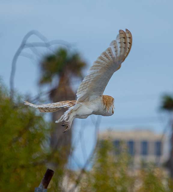 barnowlrelease03