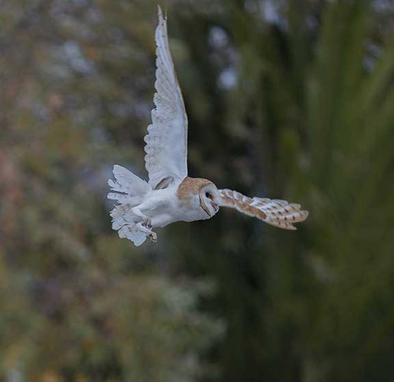 barnowlrelease6
