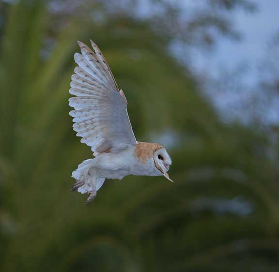 barnowlrelease8