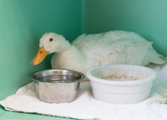 DuckAmputation-eating