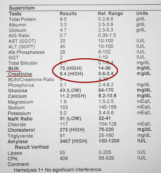 Blood Panel Showing Elevated Kidney Values