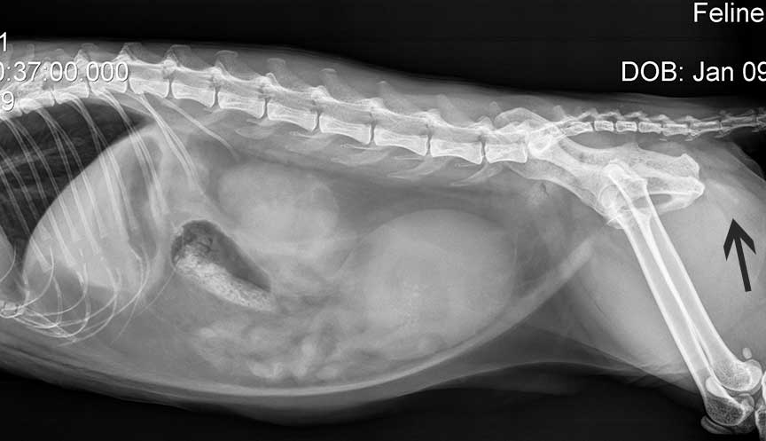 Xray of cat with calcified urethra
