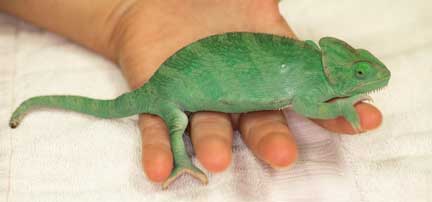 Weak chameleon in nurse's hand