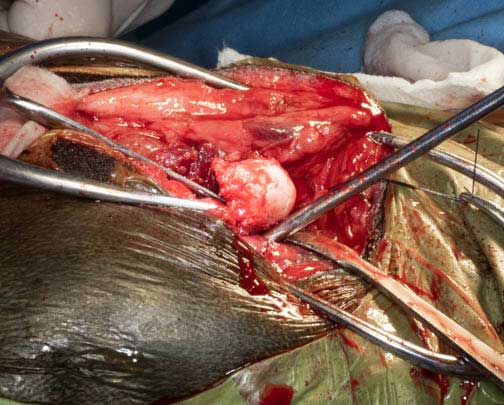 Head of the femur being removed