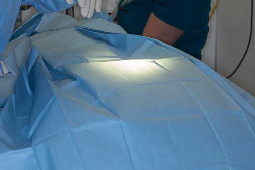 Large drape completely covering the dog