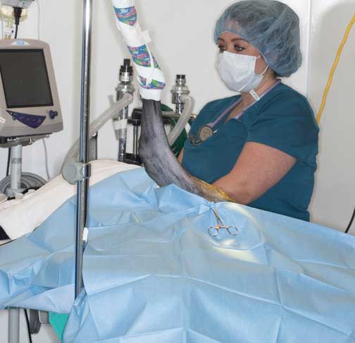 Leg hanging ready for final draping