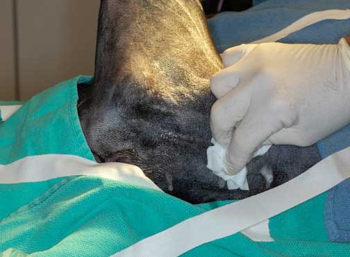 Routine scrubbing of the leg