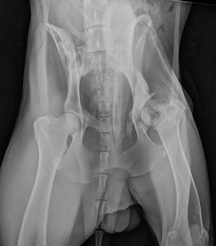 X-Ray of dogs pelvis showing fractured neck of the femur