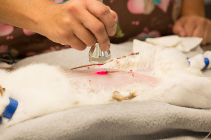 Using the therapy laser