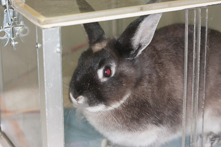 Rabbit being anesthetized with gas