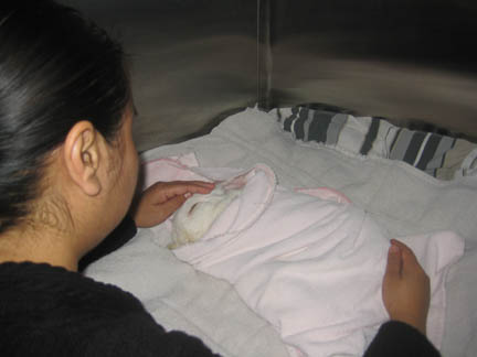 Nurse monitoring rabbit after surgery