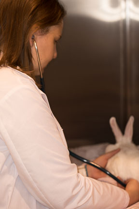 Pre-anesthetic physical exam of rabbit