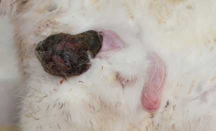 Infected right testicle