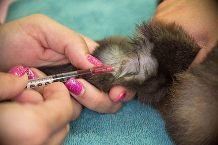 Taking blood from a rabbit vein