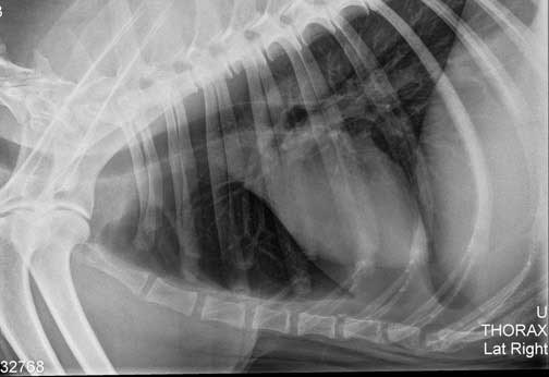 Xray of a Dog Heart That Is Small