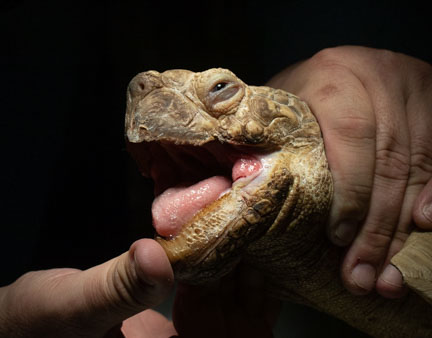 Tortoise-oral-exam.jpg