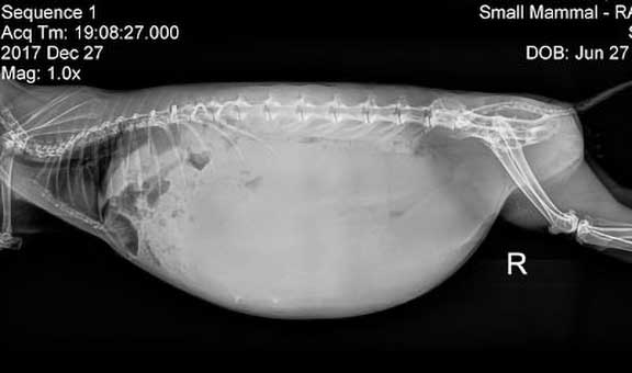 X-Ray of a rabbit with an infected uterus