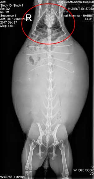 X-Ray of rabbit showing a small chest and large abdomen