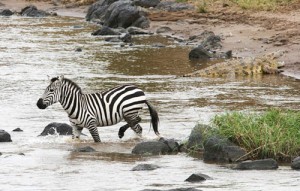 Zebra Mare Recrossing River