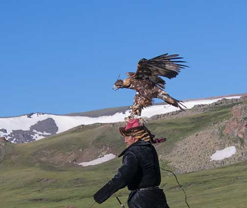 Master eagle falconer galloping with his eagle on his arm
