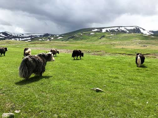 Yak's grazing on the lush green grasses of the summer mountains in western Mongolia