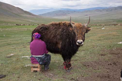 Nomad lady milking a Yak