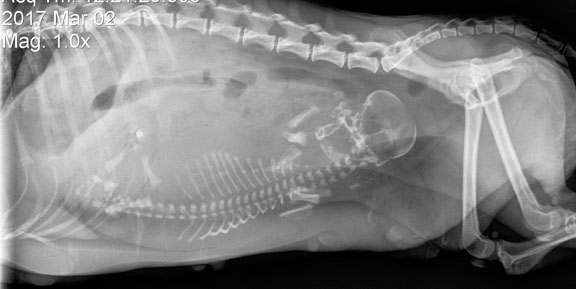 X-ray of puppies in the uterus of a dog