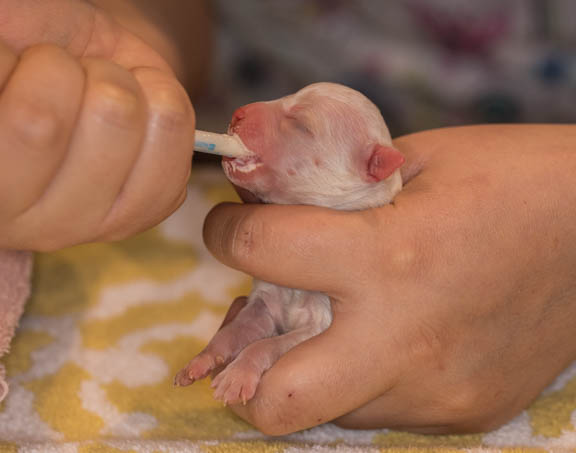 Nurse feeding pup