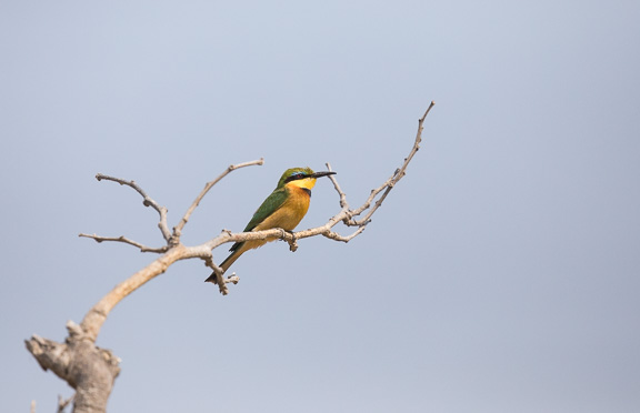 Birds-Camp-Moremi-Okavango-Botswana-29