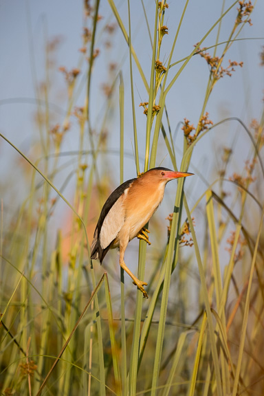 Birds-Camp-Moremi-Okavango-Botswana-46