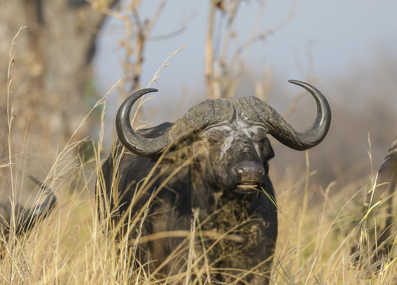 Cape-Buffalo-Okavango-Botswana-10