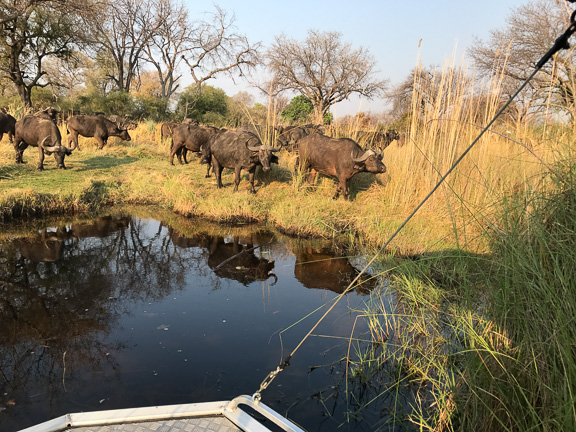 Cape-Buffalo-Okavango-Botswana-11
