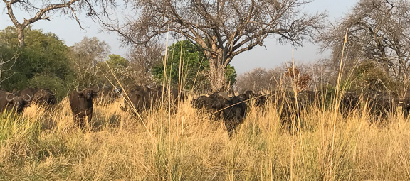 Cape-Buffalo-Okavango-Botswana-14