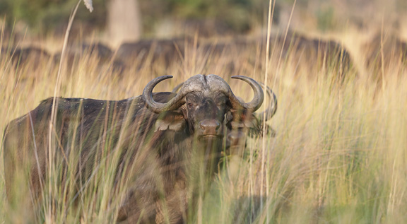 Cape-Buffalo-Okavango-Botswana-2