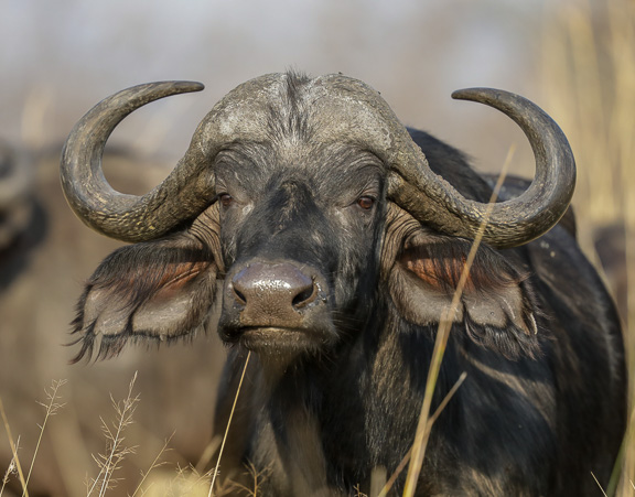 Cape-Buffalo-Okavango-Botswana-8