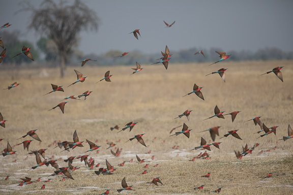 Carmine-Camp-Moremi-Okavango-Botswana