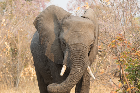 Elephant-Camp-Okavango-Botswana-10