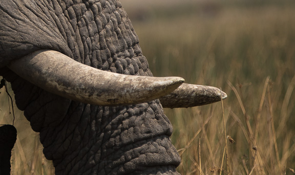Elephant-Camp-Okavango-Botswana-11