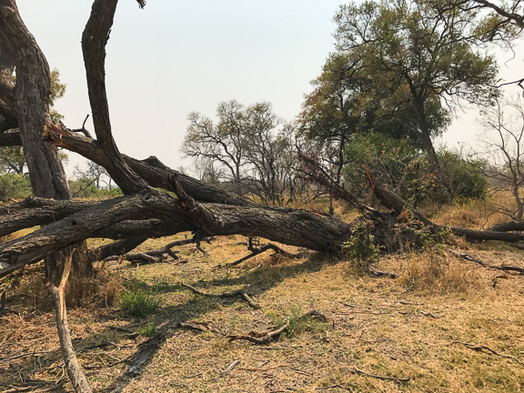 Elephant-Camp-Okavango-Botswana-12