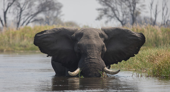 Elephant-Camp-Okavango-Botswana-13